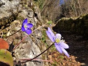 09 Hepatica nobilis (Erba trinita) sul sent.594A